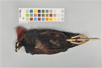 冠鷓鴣藏品圖，第12張